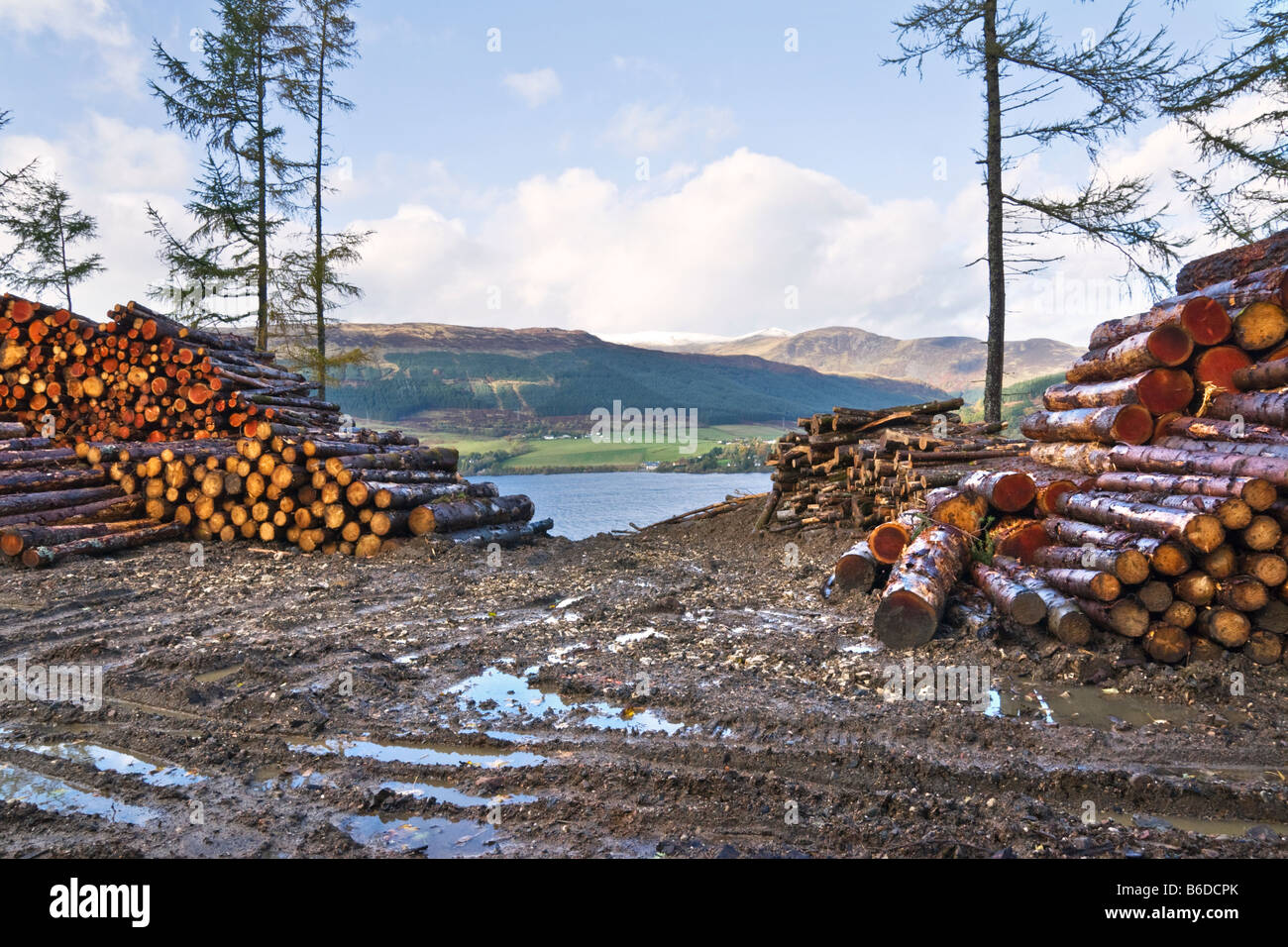 I lavori forestali a Loch Tay, Scozia Foto Stock