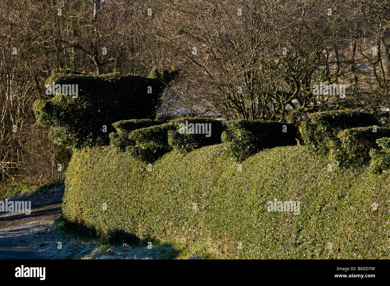 Topiaria da suini e suinetti sugli hedge nel freddo wintery sun Foto Stock
