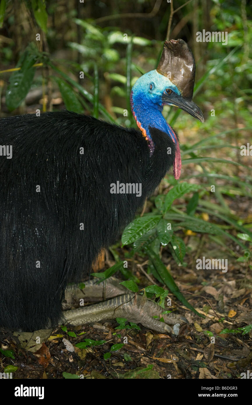 Casuario meridionale (Casuarius casuarius) maschio in seduta temporale, Kuranda Parco Nazionale, Queensland, Australia, WILD Foto Stock