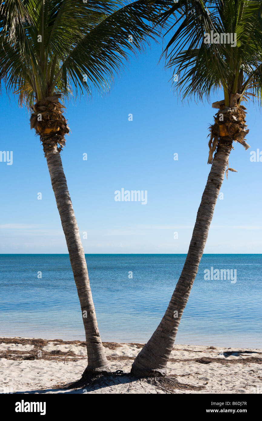 Due palme sulla spiaggia di Veterans Memorial Park, Little Duck Key, Florida Keys, STATI UNITI D'AMERICA Foto Stock