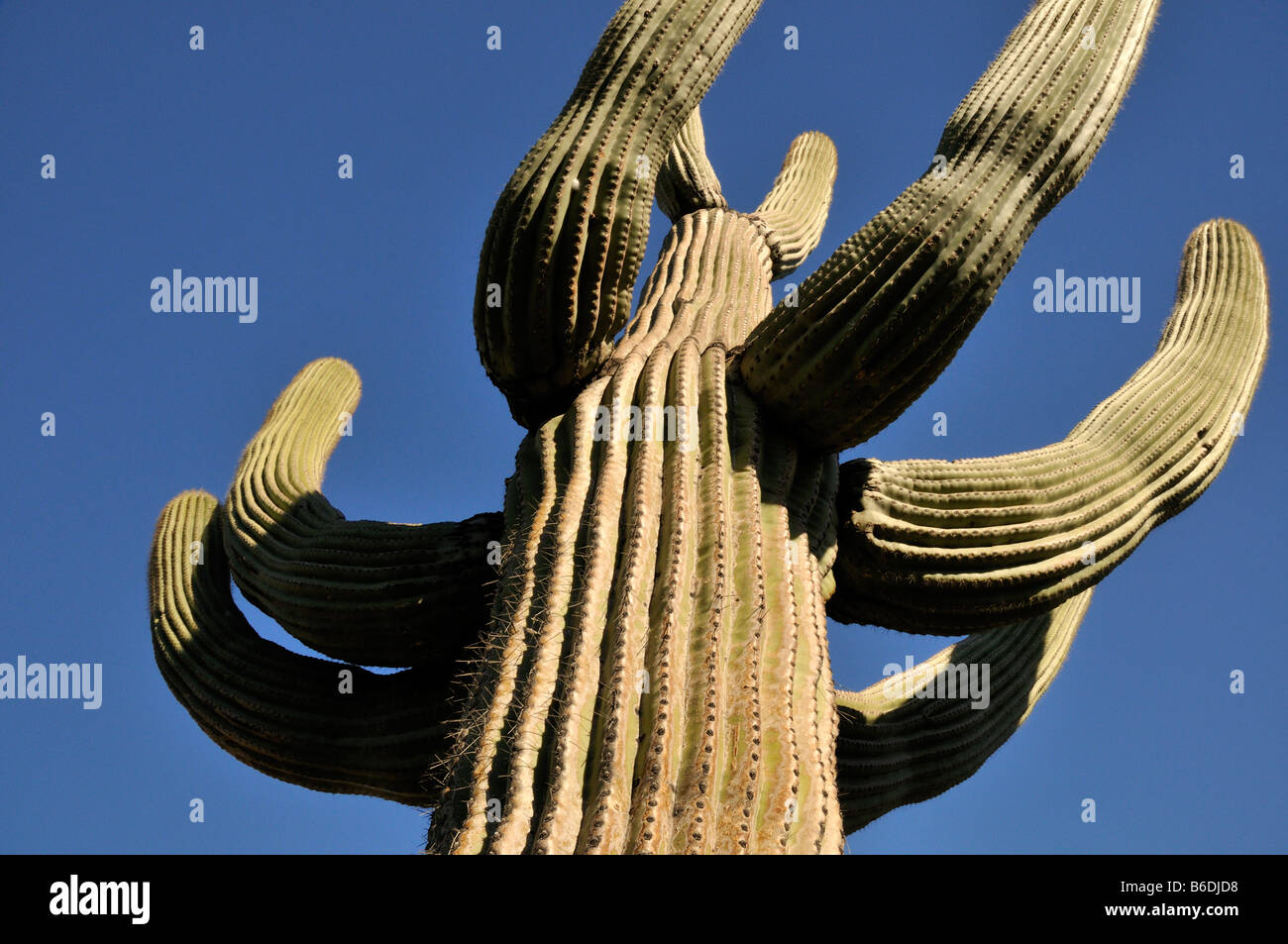 Saguaro Parco Nat Foto Stock