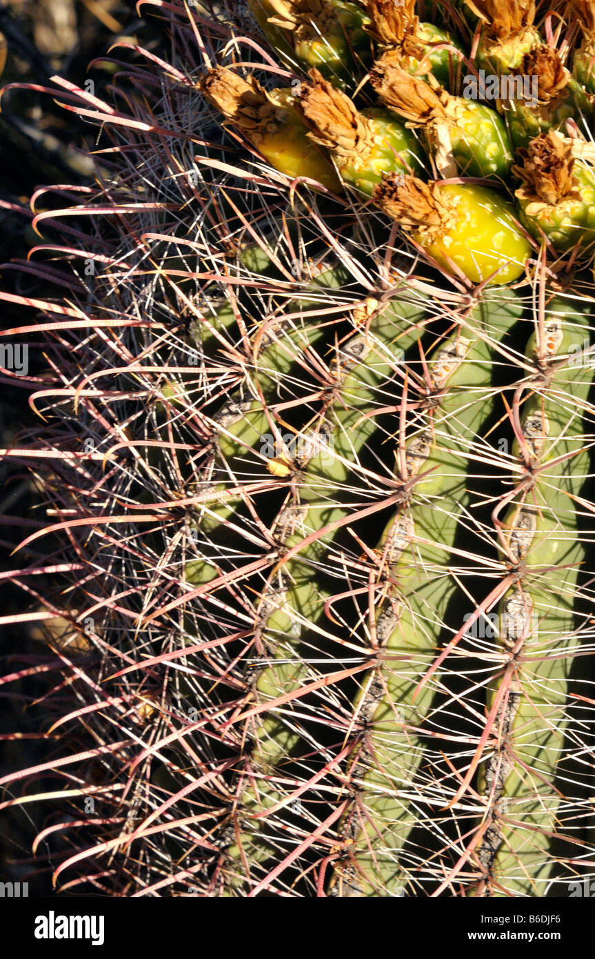 Saguaro Parco Nat Foto Stock