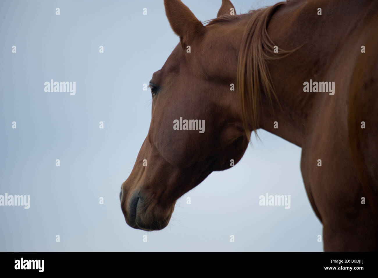 Testa di cavallo contro Blu Cielo di tramonto Foto Stock