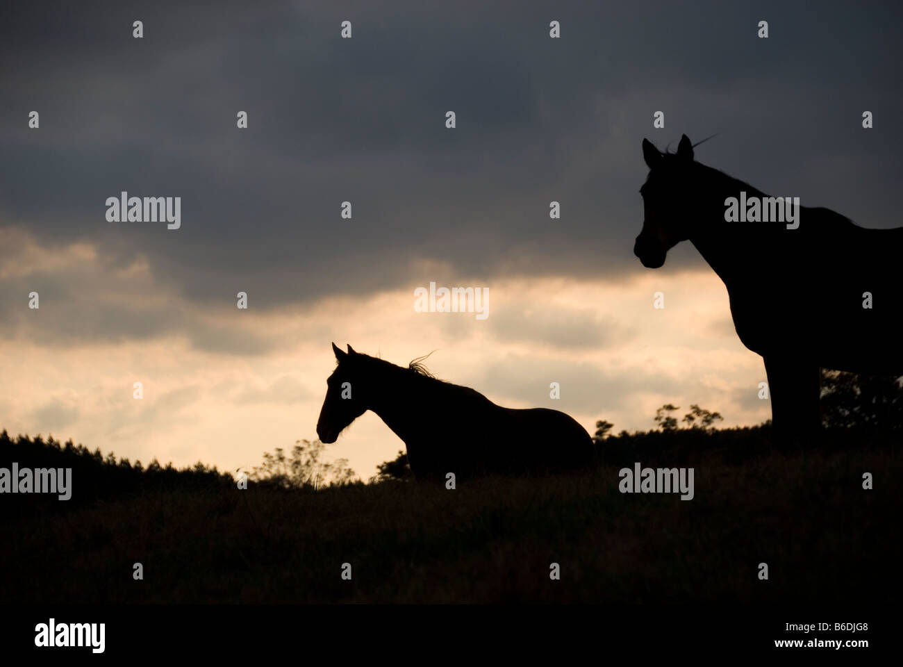 Silhouette di cavalli su orizzonte al tramonto a fiero spirito di soccorso a cavallo Foto Stock