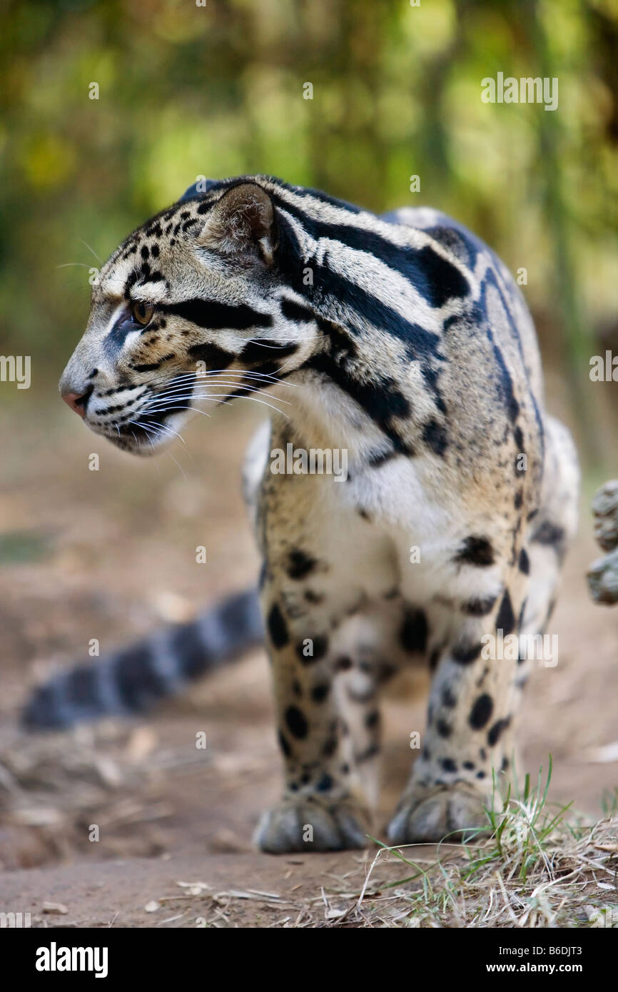 Il leopardo nuvola (Neofelis nebulosa) in cattività Foto Stock