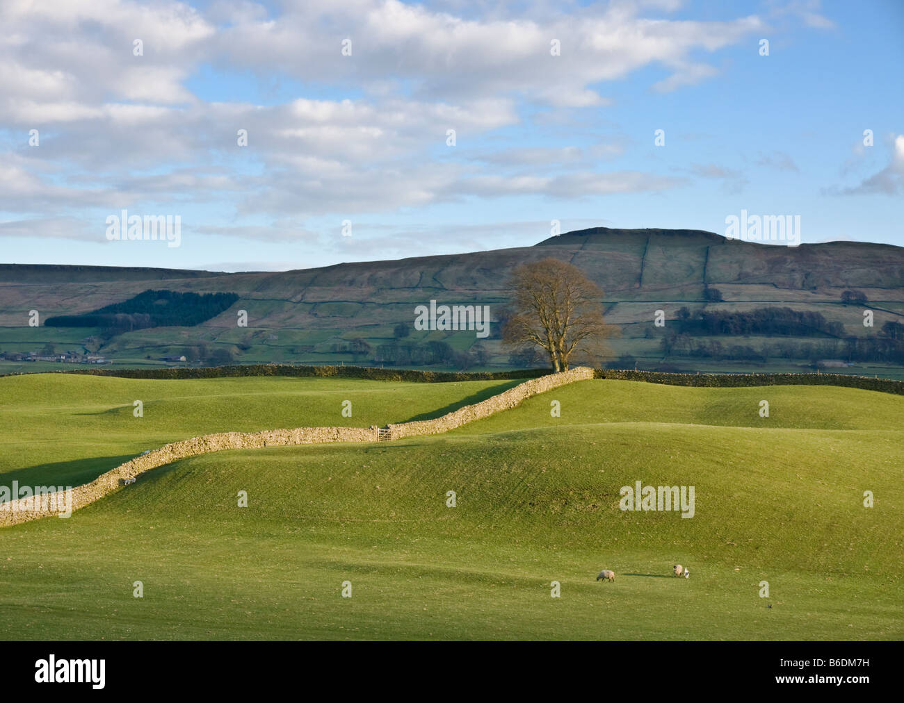 Terreni agricoli in Wensleydale, North Yorkshire Foto Stock