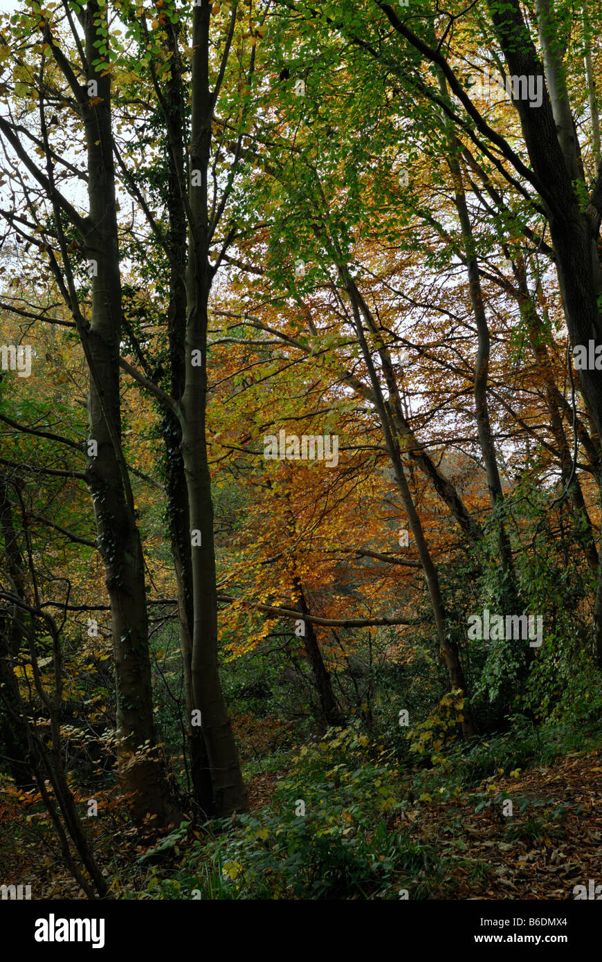 Misto bosco di latifoglie in autunno Foto Stock