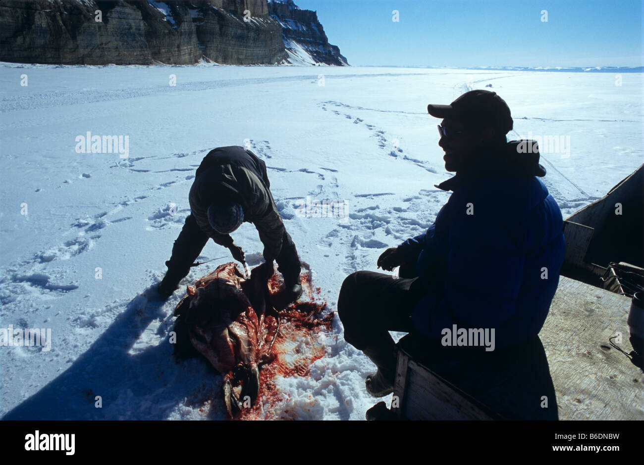 La caccia alle foche dal Inuit a Lancaster suono, Canada Artico Foto Stock