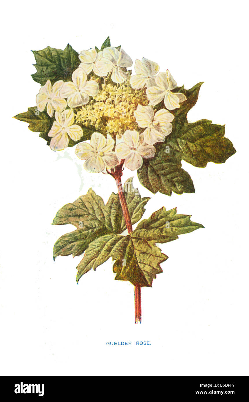 Rosa viburno Viburnum Opulus xix secolo illustrazione Frederick Edward Hulme b1841 d1909 Foto Stock