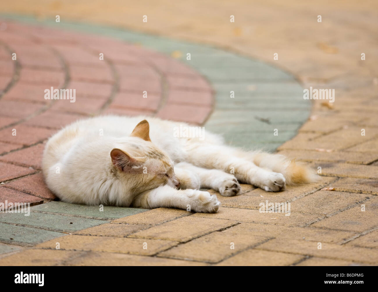 Gatto randagio addormentato in strada Foto Stock