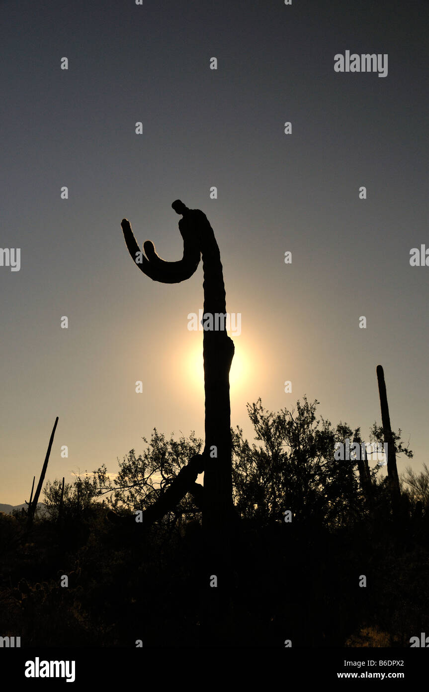 Saguaro Parco Nat Foto Stock