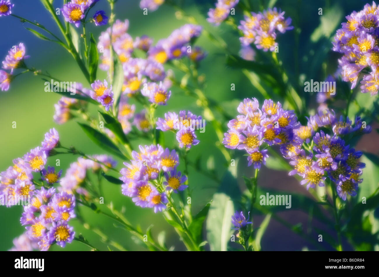 Tatarian aster Aster tataricus Jindaian, close up Foto Stock