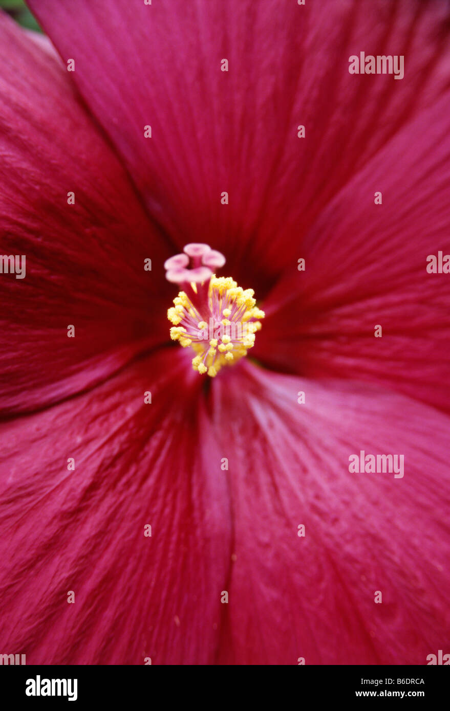 Hibiscus o rosemallow,fiore e organi riproduttivi. Foto Stock