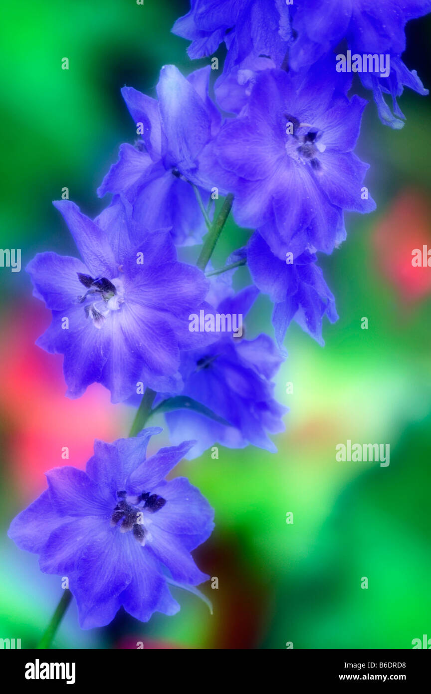 Blu fiori delphinium Delphinium (sp). Foto Stock