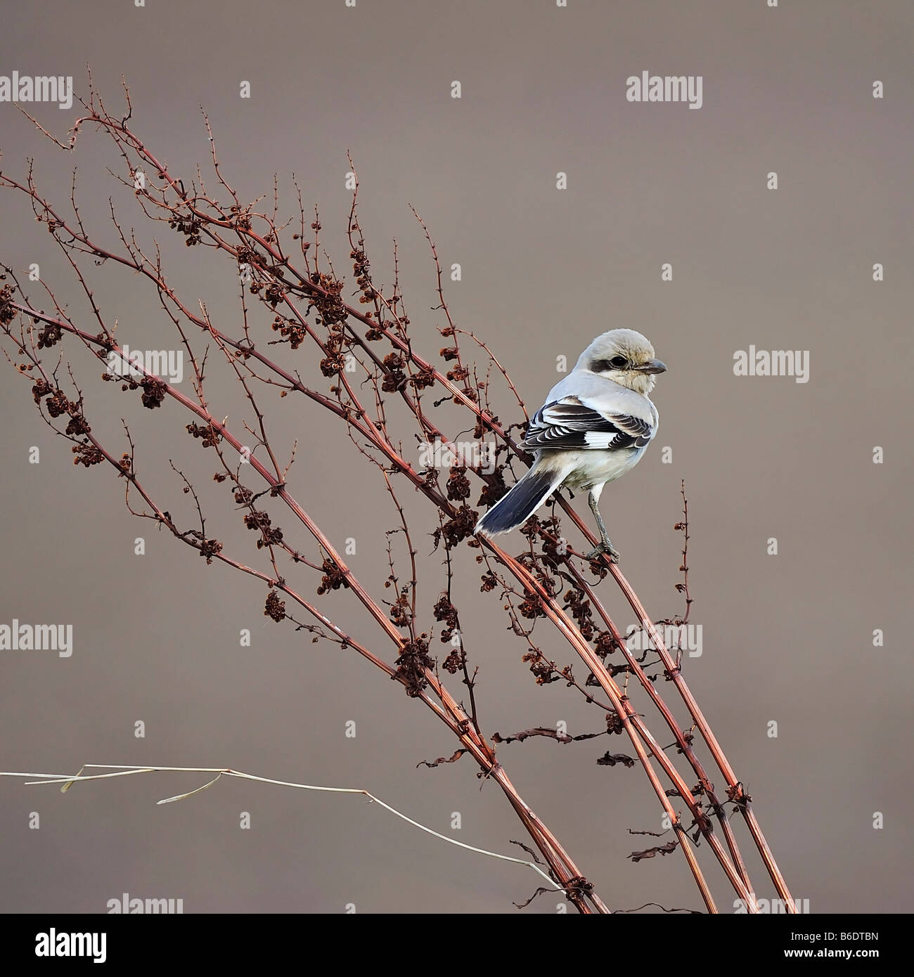 Steppa Grande Grigio Shrike. Lanius meridionalis pallidirostris. Francese: Pie-grièche méridionale tedesco: Mittelmeer-Raubwürger spagnolo: Alcaudón Real Foto Stock