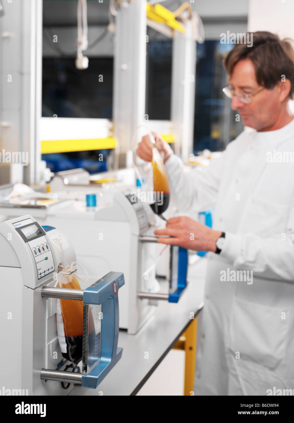 Il sangue del donatore di elaborazione. Ricercatore la preparazione di sacche di sangue del donatore per la separazione del componente. Foto Stock