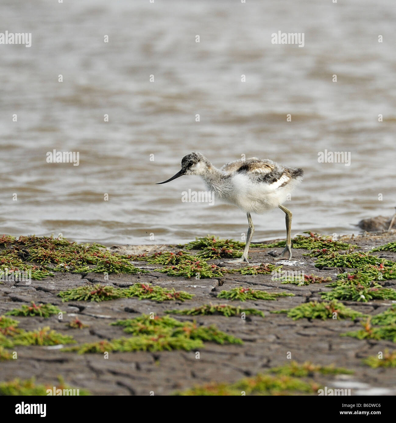 Avocet (Recurvirostra avosetta) pulcino. Francese: Avocette élégante tedesco: Säbelschnäbler spagnolo: Avoceta común Foto Stock