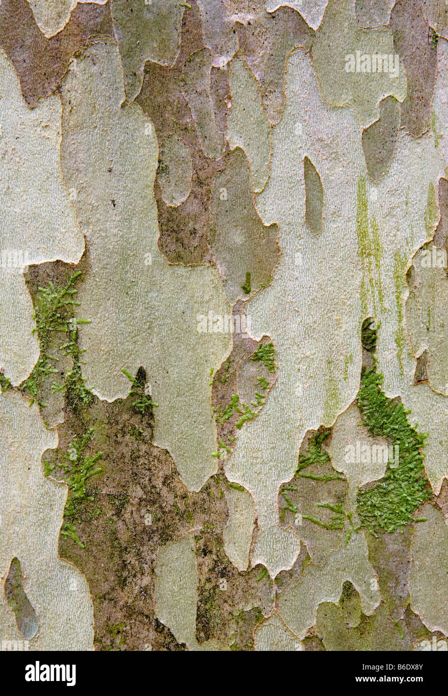 Sicomoro corteccia, Sugarlands Valley Trail, Parco Nazionale di Great Smoky Mountains Foto Stock