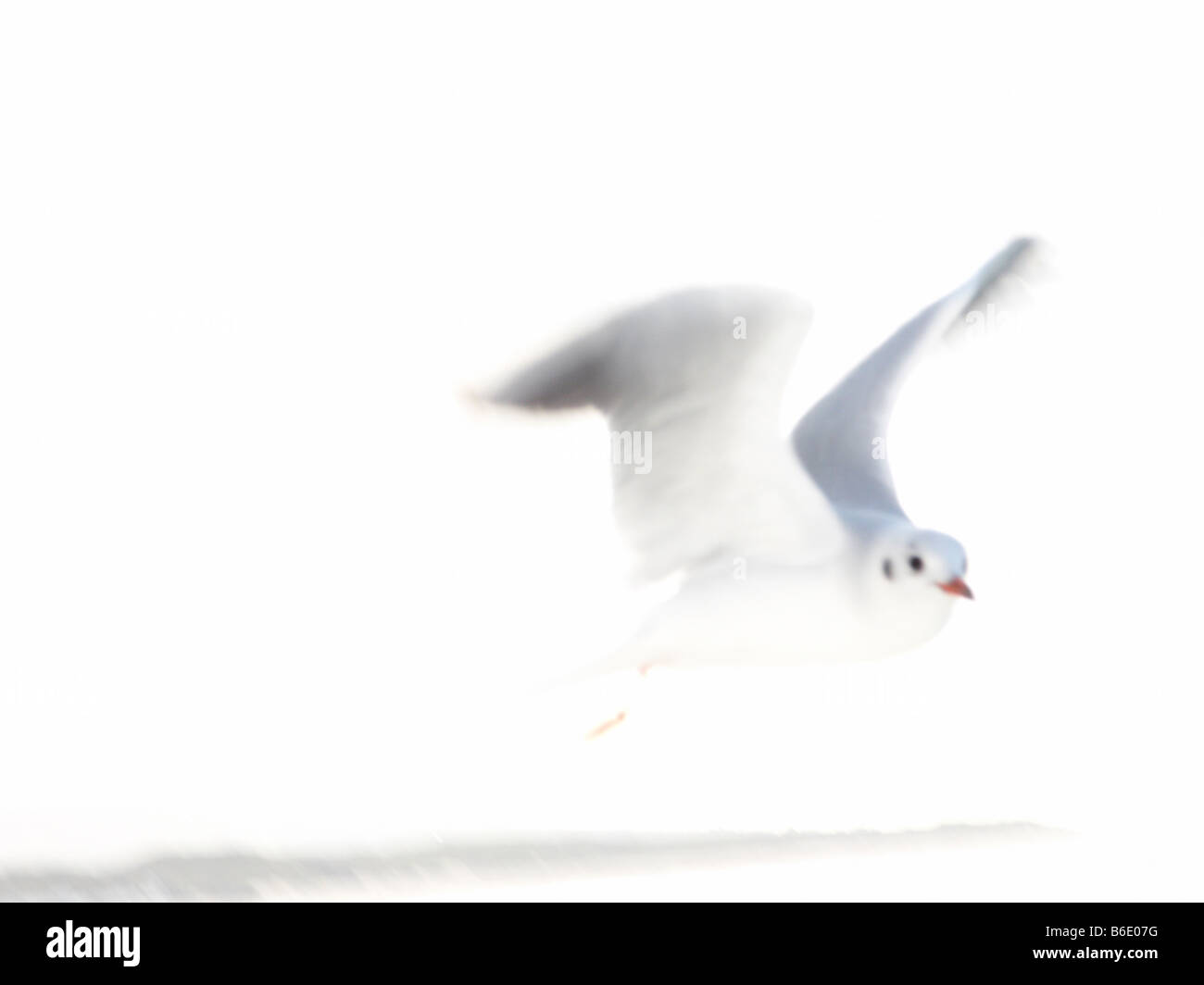 SEA GULL bianco etereo e simile ad un SOGNO Foto Stock