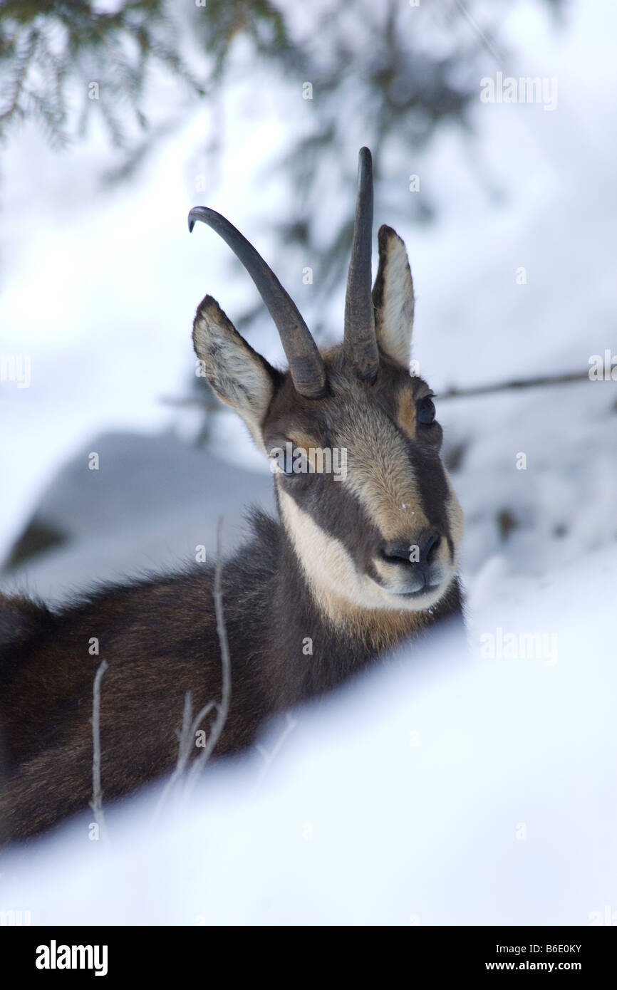 Mammiferi camoscio neve montagna parco invernale sulle Alpi italiane camoscio Rupicapra rupicapra mammiferi. primo piano neve nevicata montagna Foto Stock