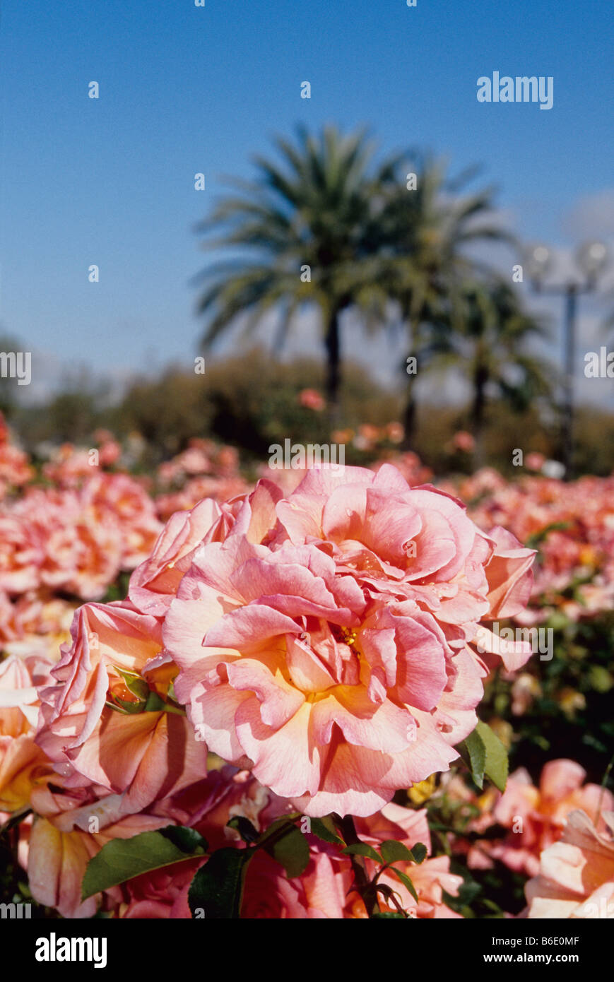 Rose in un Cannes city garden Foto Stock