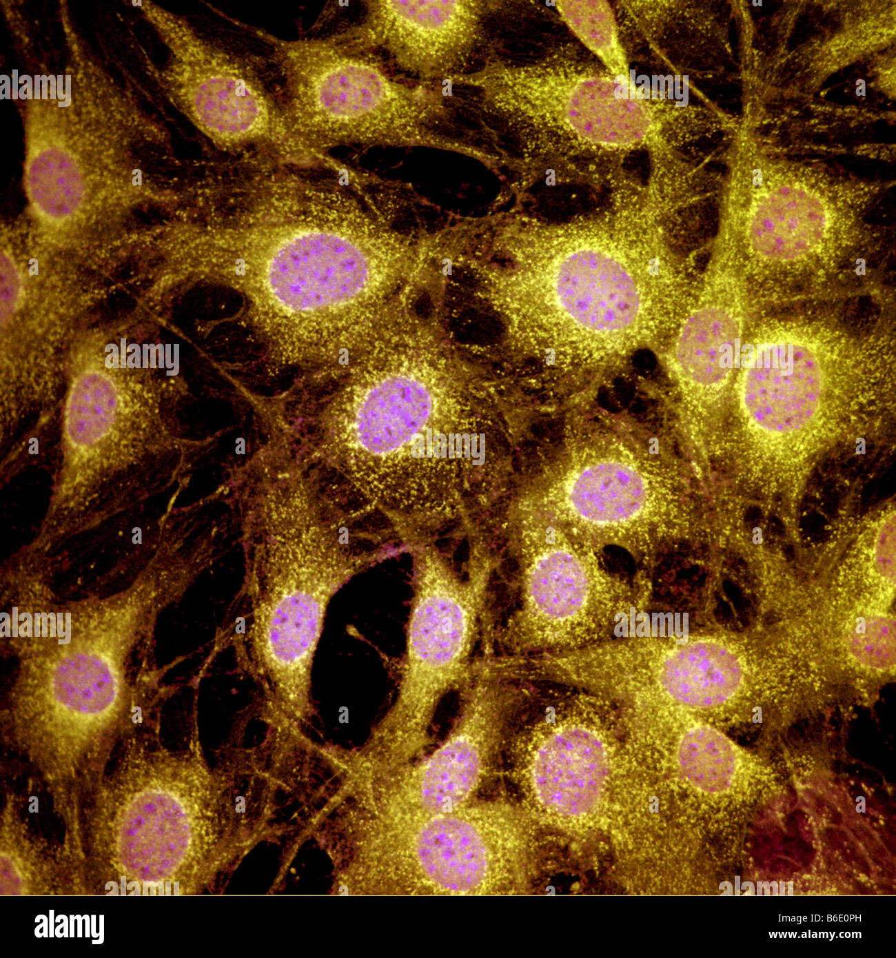 Cellule di fibroblasti. Luce confocale micrografia di mammifero di cellule di fibroblasto. Foto Stock
