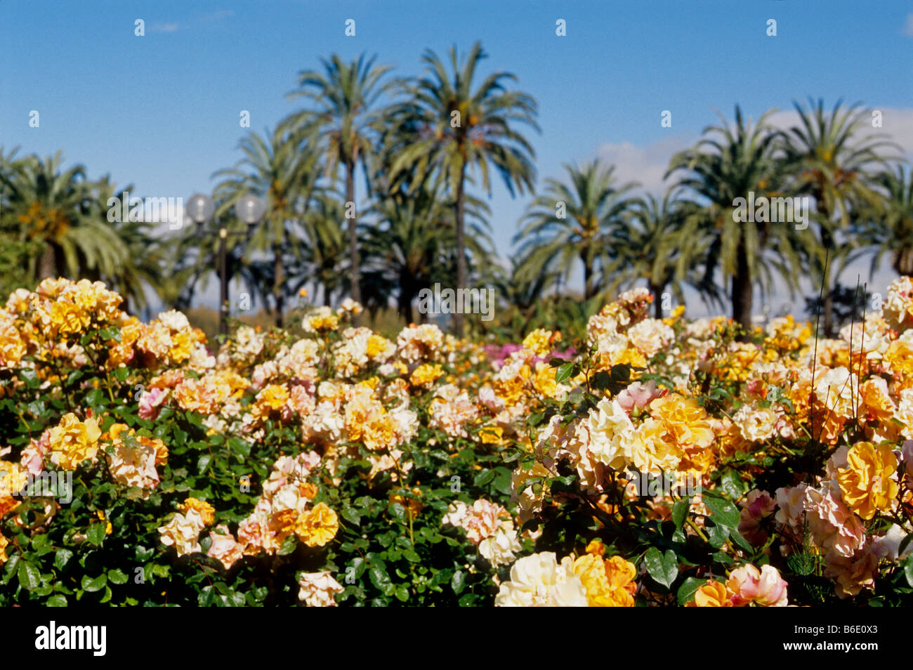 Rose in un Cannes city garden Foto Stock
