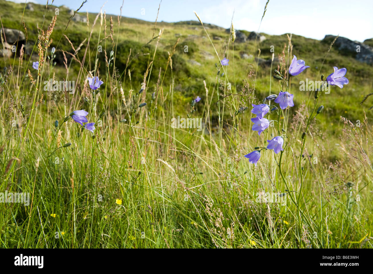 Harebells (Campanula rotundifolia) che cresce a Spittal di Glen Muick, Ballater, Aberdeenshire, Scozia Regno Unito - i Bluebells della Scozia Foto Stock