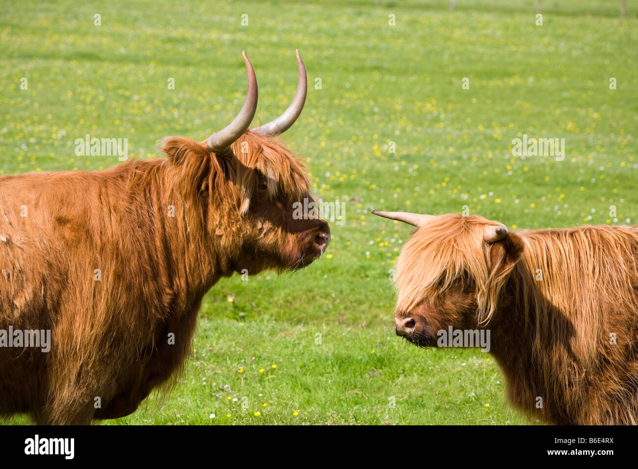 Highland mucca e vitello a Mellon Udrigle, Wester Ross, Highland, Scozia Foto Stock