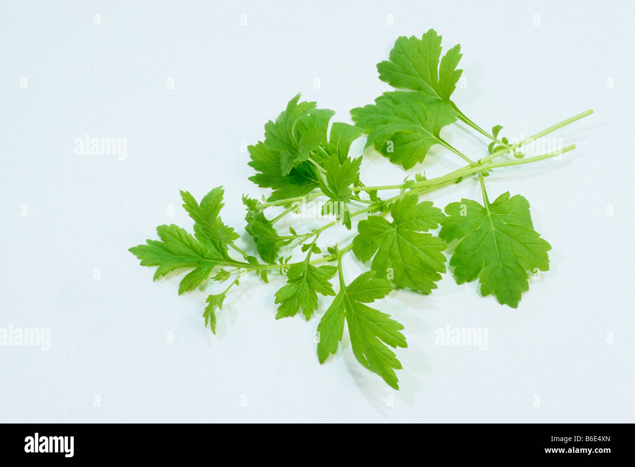 Artemisia (Artemisia vulgaris), steli, studio immagine Foto Stock