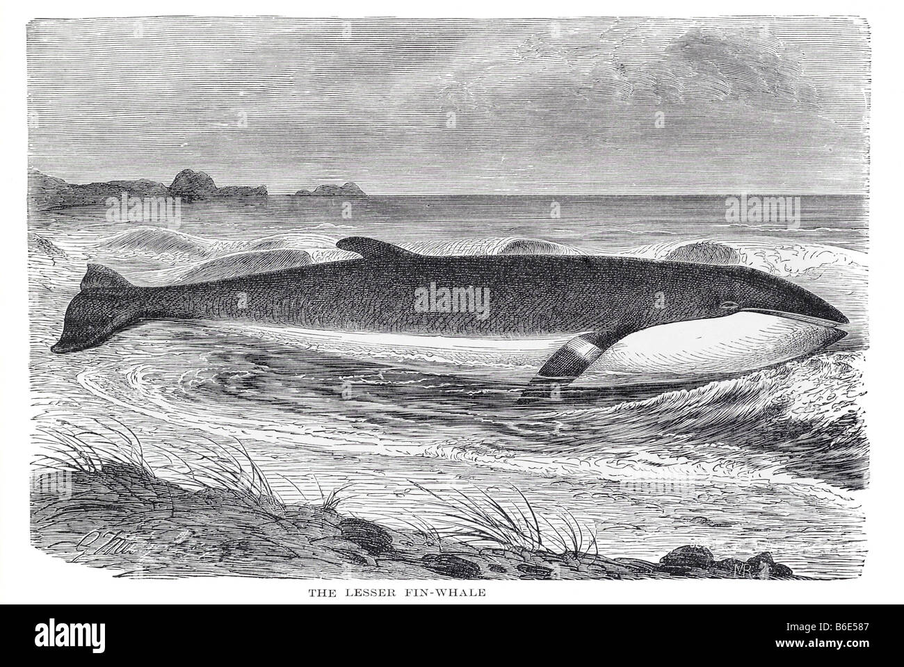 Balenottera Comune Balaenoptera Physalus Anche Chiamato Finback Whale balenottera-comune-balaenoptera-physalus-anche-chiamato-finback-whale