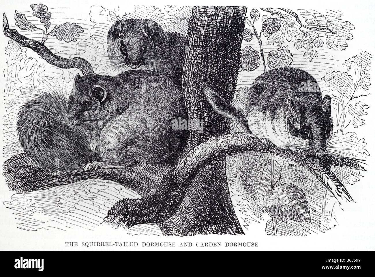 Lo scoiattolo ghiro giardino Muscardinus avellanarius Linnaeus 1758 è un piccolo mammifero. È l'unica specie viventi classif corrente Foto Stock