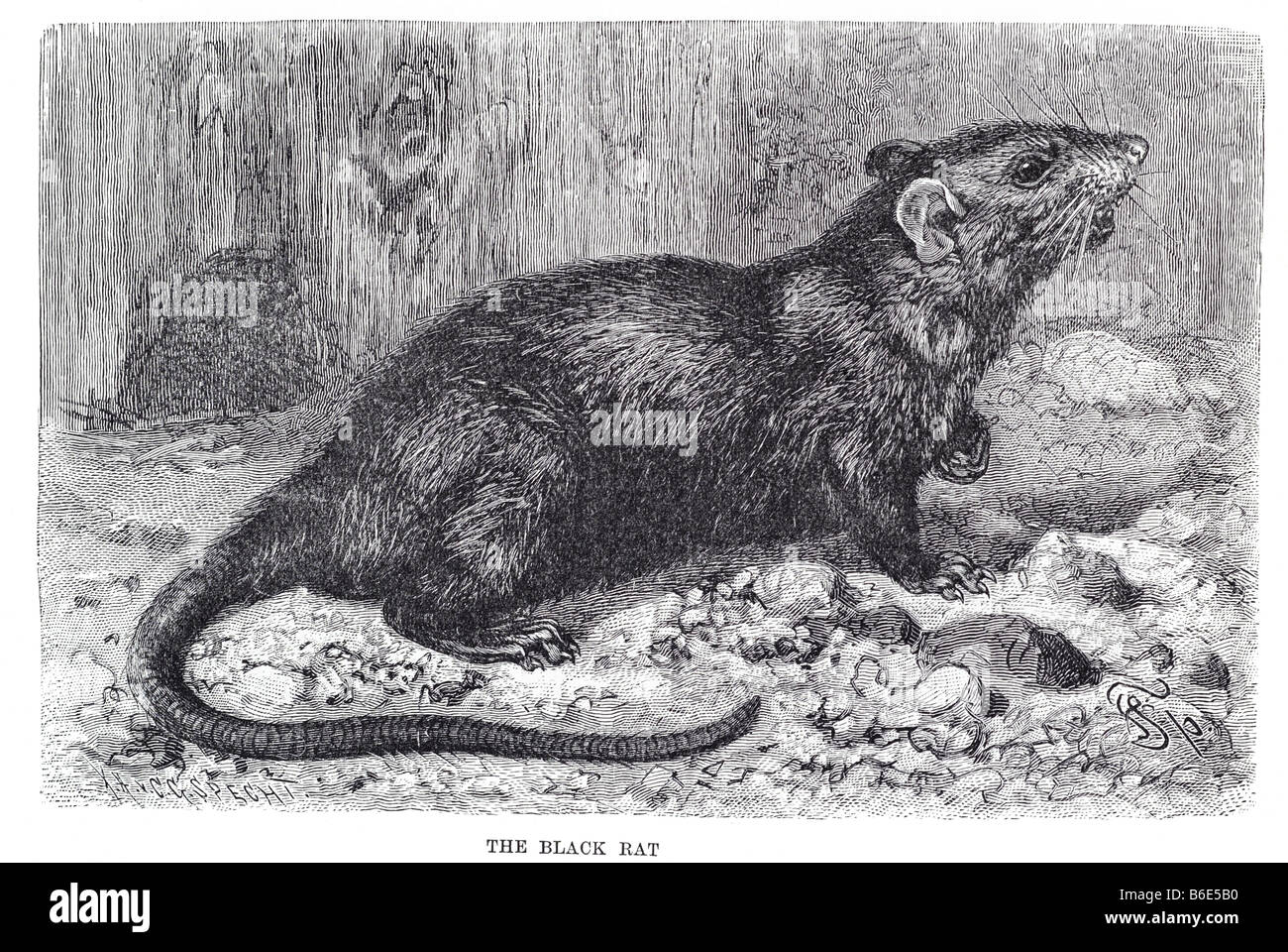 Ratto nero Rattus rattus comune di lungo-tailed roditore Foto Stock