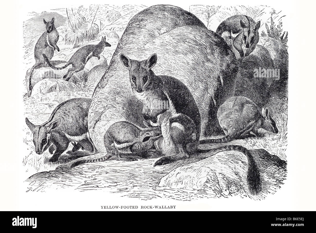 Giallo-footed Rock-wallaby (Petrogale xanthopus) è un membro della famiglia macropod (la famiglia marsupiale che include il kang Foto Stock