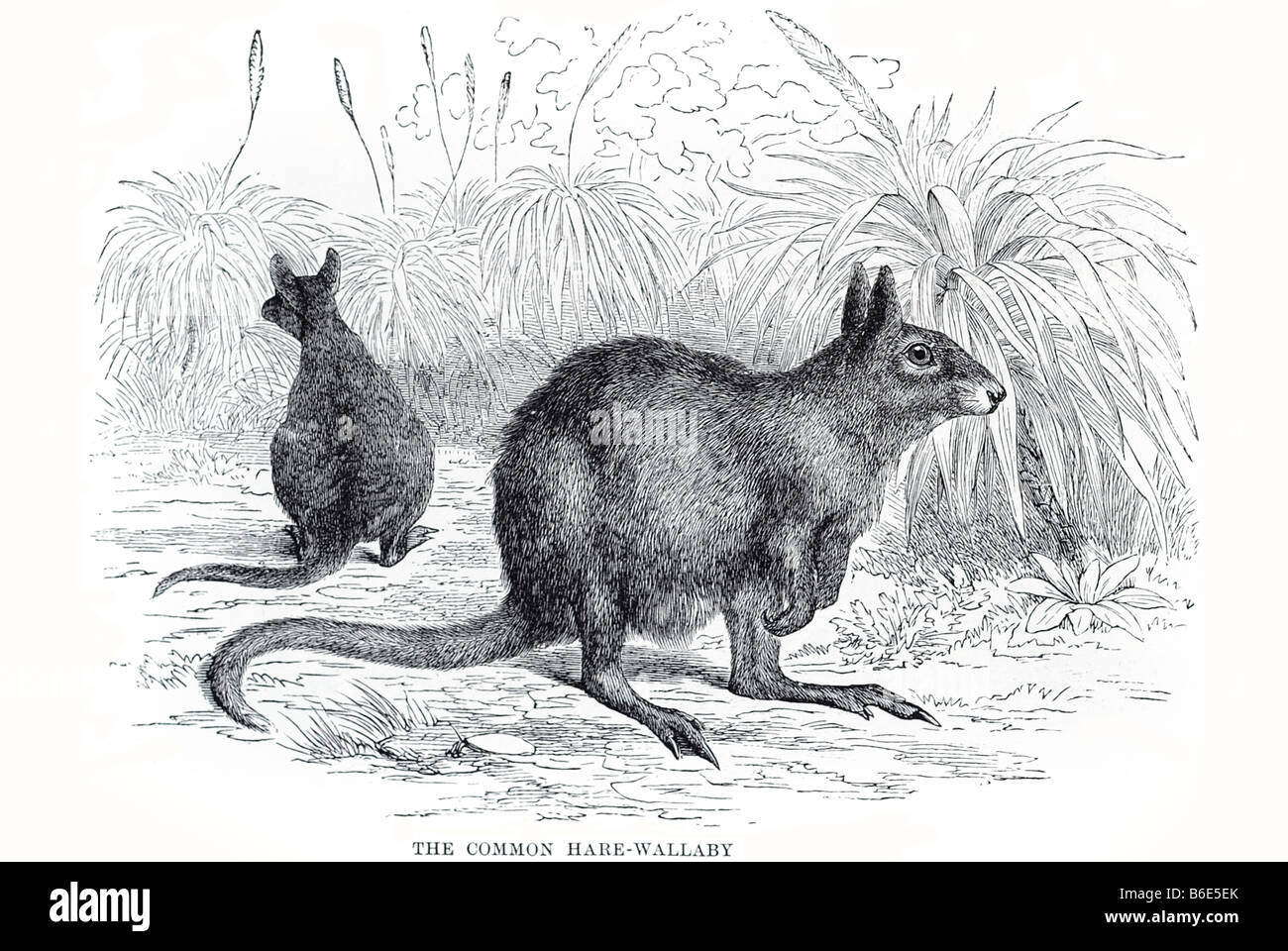 Lepre comune wallaby macropod Macropodidae è un informale denominazione generalmente utilizzato per qualsiasi macropod che è più piccolo di un k Foto Stock