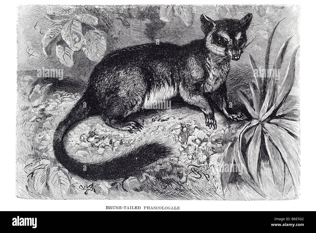 Brush-tailed Phascogale (Phascogale tapaotafa), noto anche come Tuan, il Wambenger comune o il nero-tailed Phascogale, Foto Stock