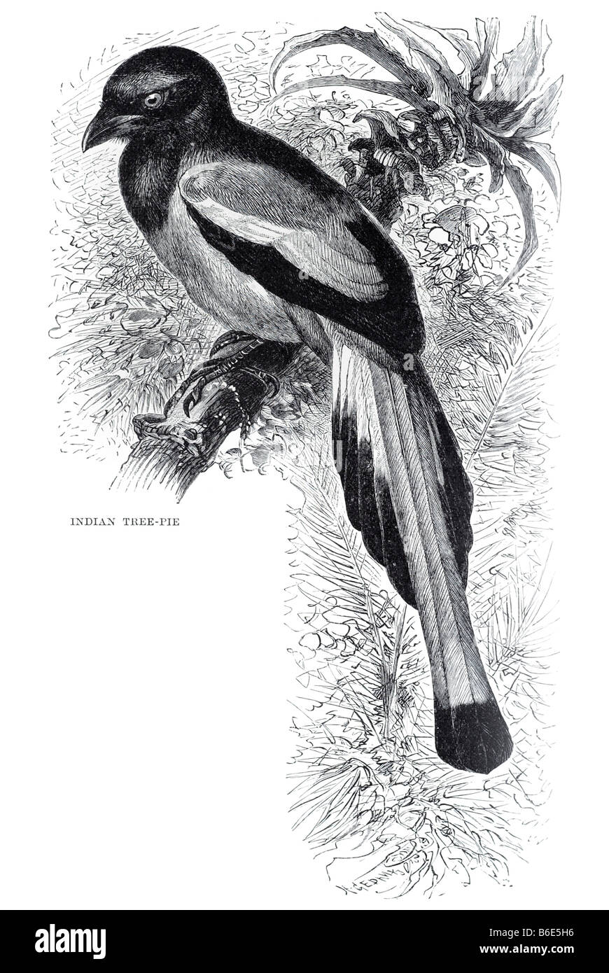 Albero indiano pie gazze sono uccelli passerine del corvo, famiglia Corvidae. I nomi "jay' e 'magpie' sono in una certa misura i Foto Stock