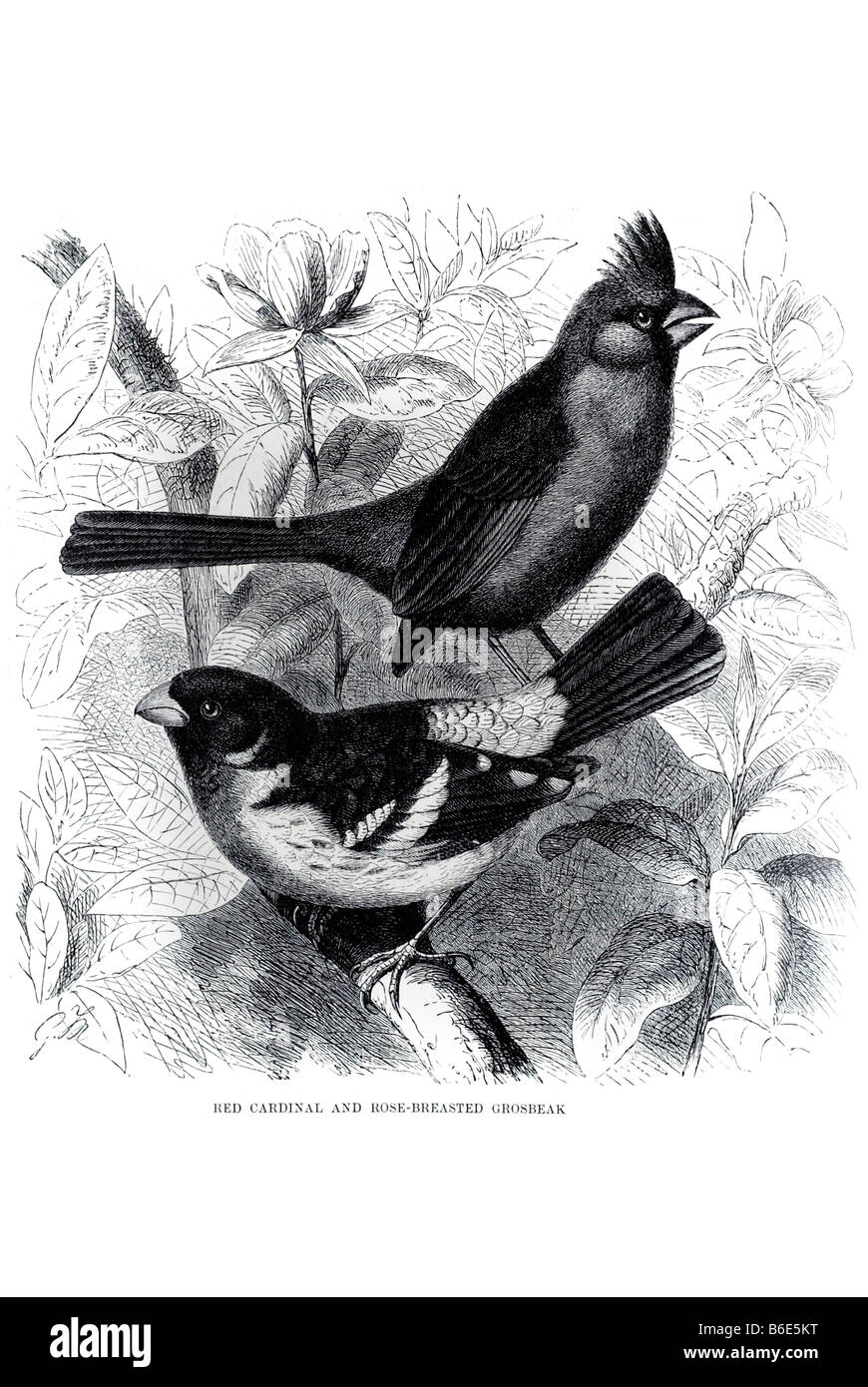 Rosso cardinale rose breasted Grosbeak taxon seme-eating passerine becchi degli uccelli. Sebbene siano tutte appartengono alla superfamiglia Passero Foto Stock