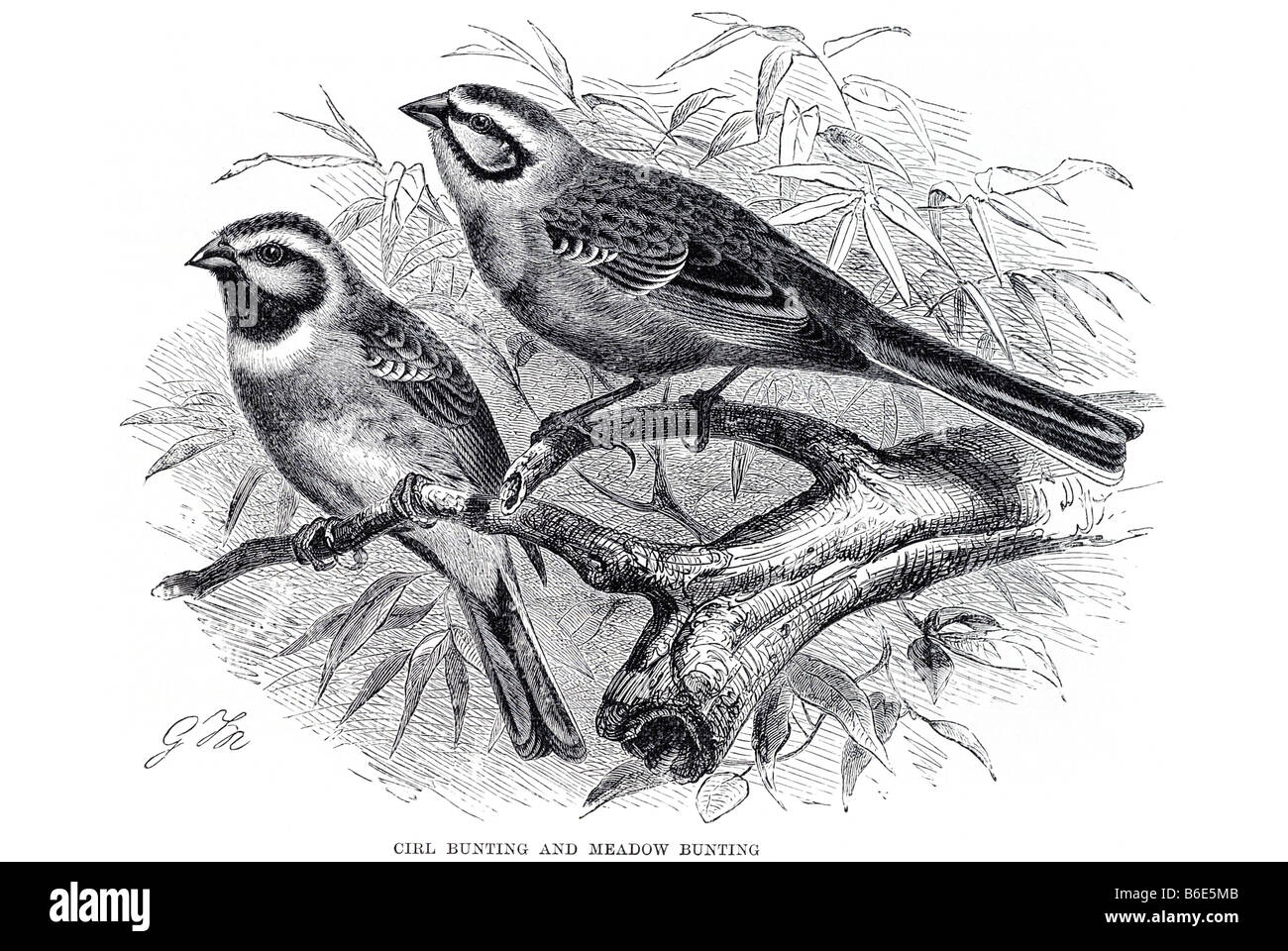 Prato cirl Bunting Siberian Prato Bunting Emberiza cioides passerine bird Asia orientale Emberizidae Emberiza è 15 a 16,5 Foto Stock