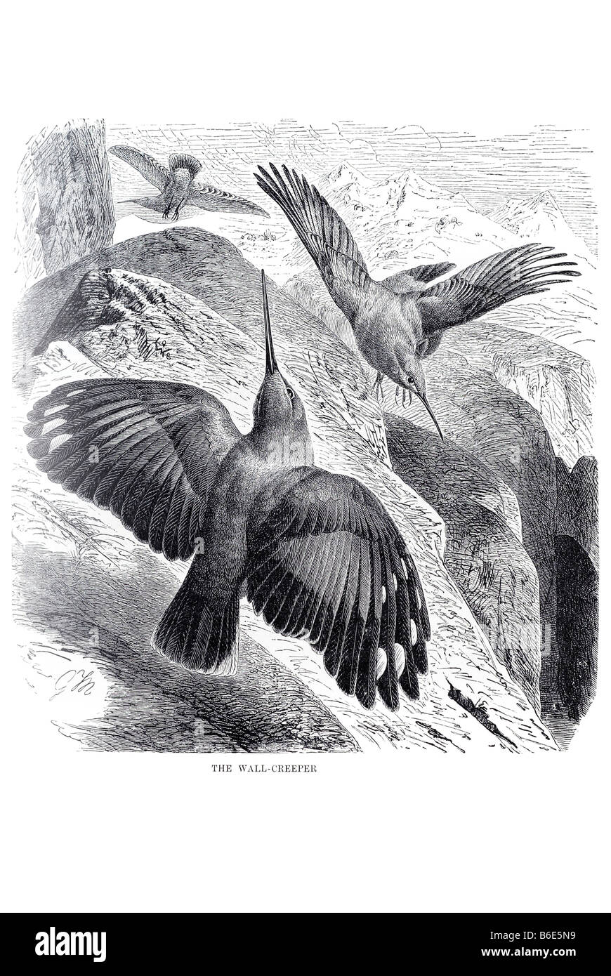 Superriduttore parete picchio muraiolo Tichodroma muraria passerine bird alte montagne Eurasia. È il solo membro del genere Tichodroma Foto Stock