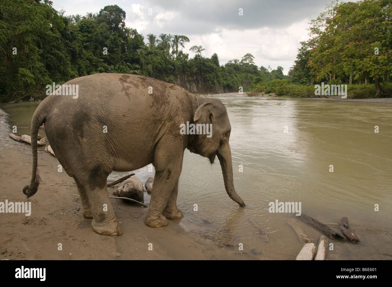 Elefante di Sumatra da un fiume in Tangkahan, Sumatra, Indonesia Foto Stock