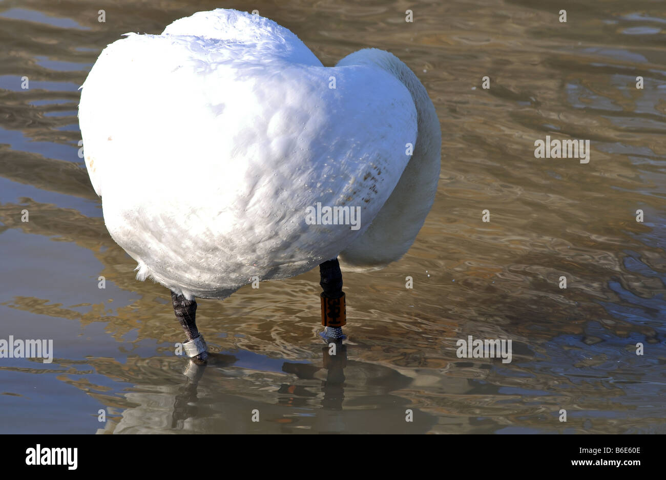 Cigno con anelli sulle gambe REGNO UNITO Foto Stock