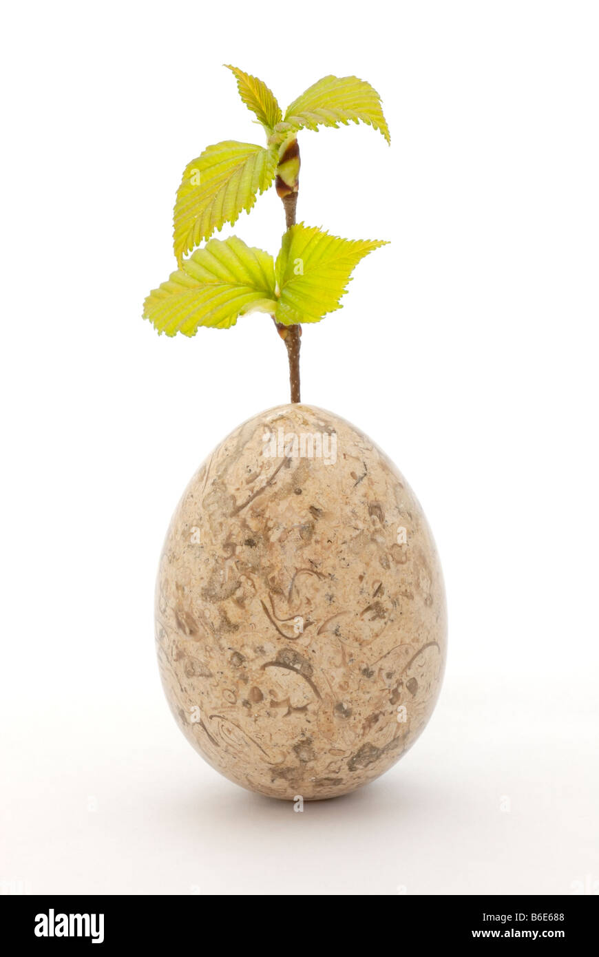 Un lucido uovo di calcare contenente fossili di shell con una foglia di betulla stelo forma crescente. Foto Stock