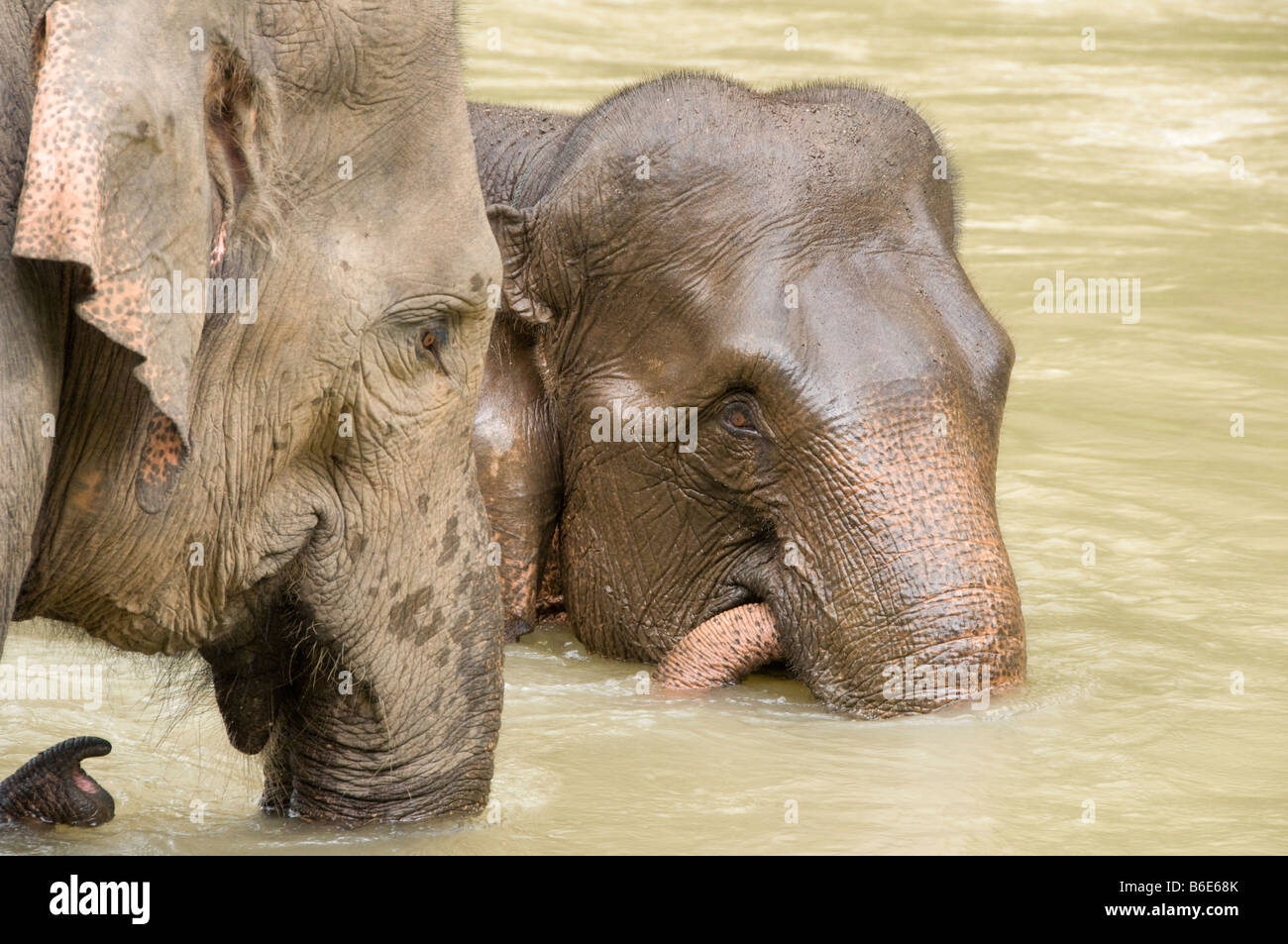 Elefanti di Sumatra lavaggio in un fiume Foto Stock