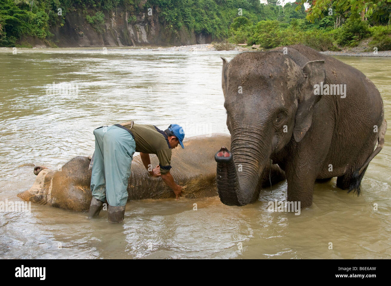 Elephant essendo lavato mediante un mahout (elephant keeper) in un fiume in Tangkahan, Sumatra, Indonesia Foto Stock