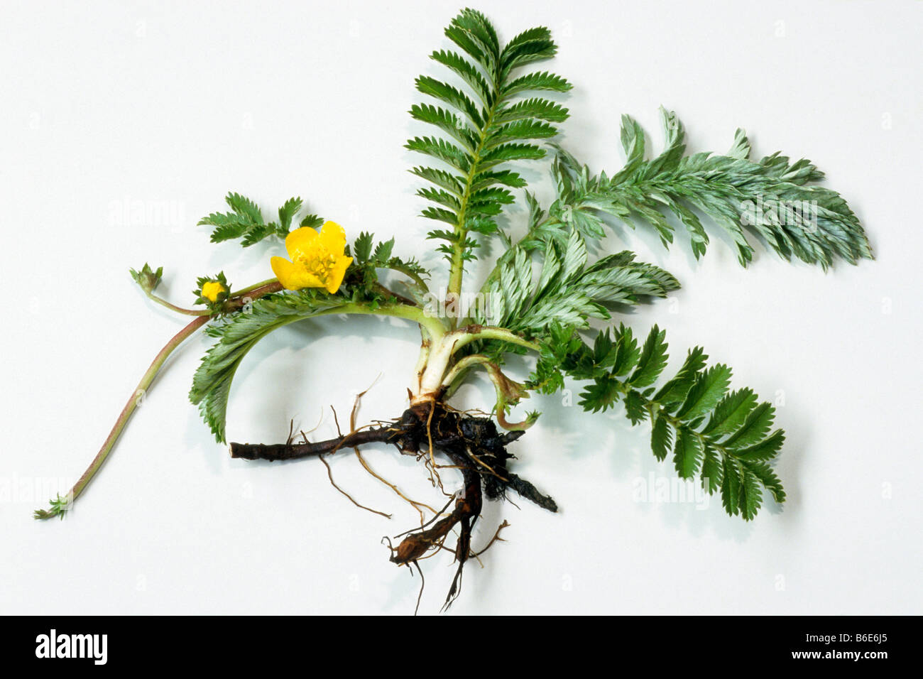 Oca Grass, Silverweed, Tansy selvatico (Potentilla anserina), la fioritura delle piante, studio immagine Foto Stock