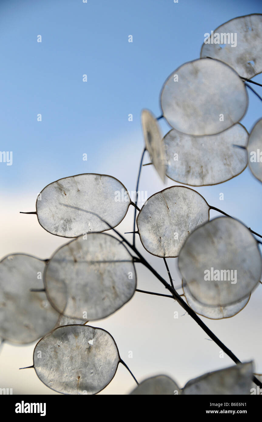 Onestà lunaria annua seed pods inverno contro il cielo Foto Stock