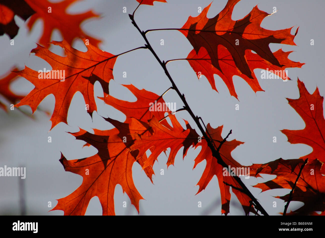Quercus rubra caduta delle foglie di quercia rossa foglie ambiente naturale  Foto stock - Alamy