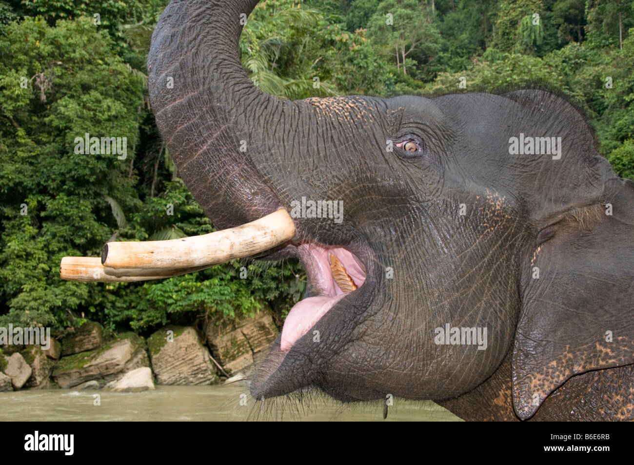 Sumatra elefante maschio Foto Stock