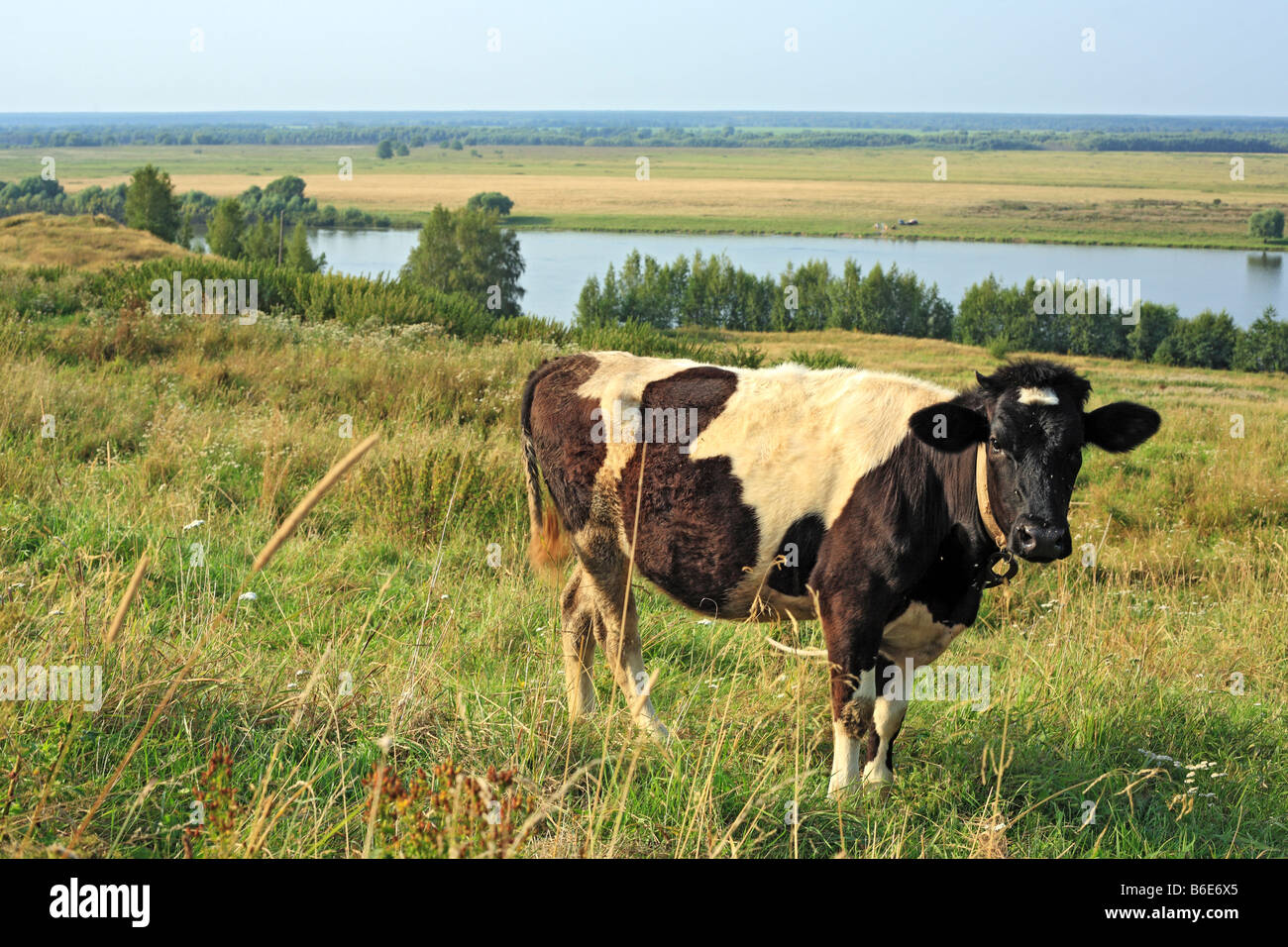 Vacca, fiume Oka, Konstantinovo, Regione di Ryazan, Russia Foto Stock